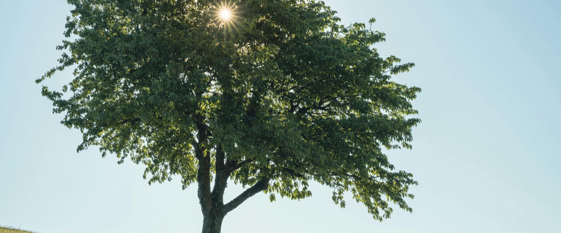 A solitary tree with sunlight filtering through the leaves on a grassy hill under a blue sky.